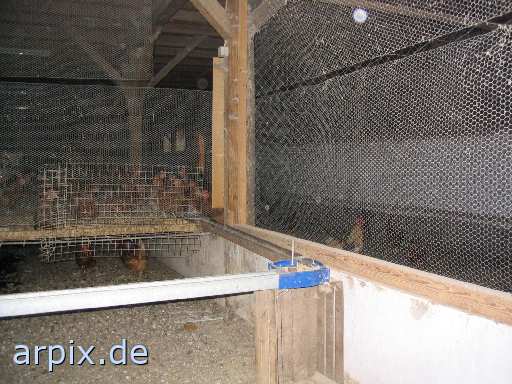 organic stable bird chicken freerange
