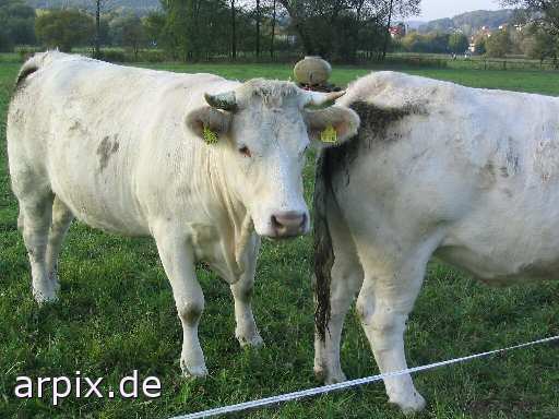 earmark meadow cow mammal cattle