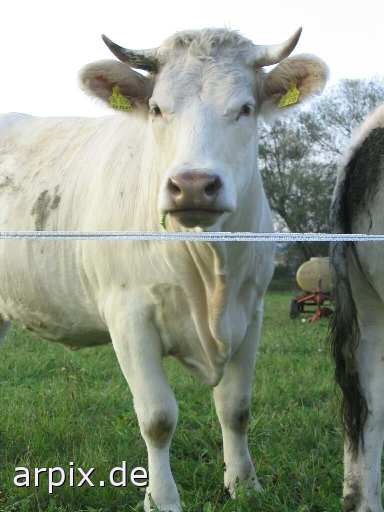 meadow cow mammal cattle earmark