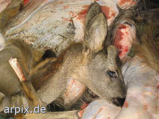 deer hunt corpse object garbage
