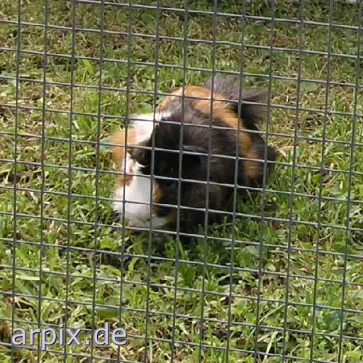 guinea pig circus object fence
