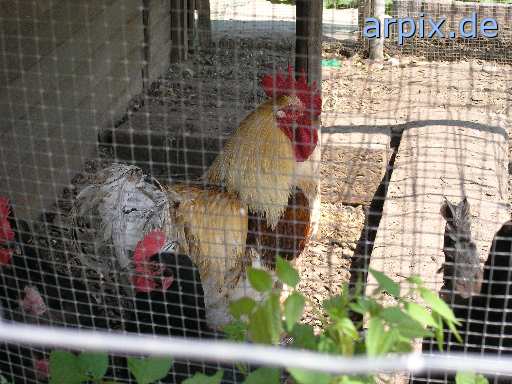 hobby husbandry fence bird chicken