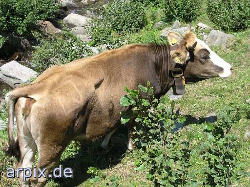 meadow mammal cattle cow