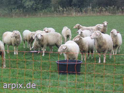 object fence mammal sheep