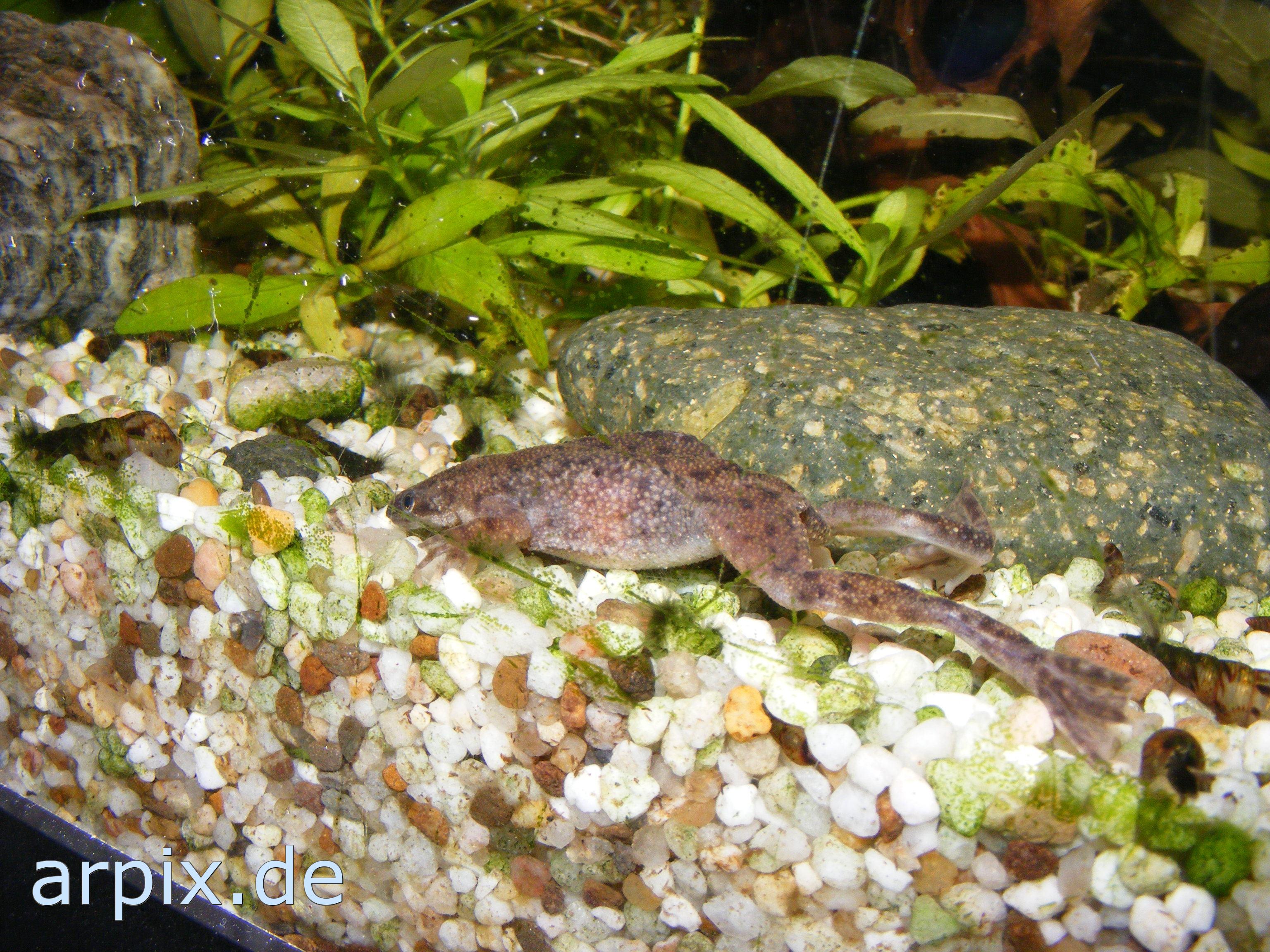 aquarium newt object