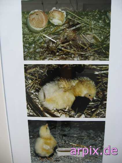 breeding object cage breeding of the offspring incubator sign animal product egg bird poult