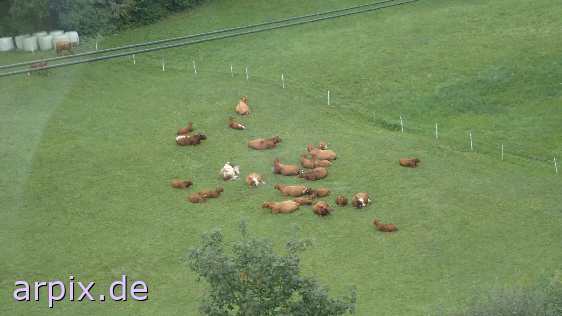 mammal cattle