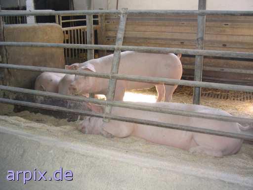 stable mammal pig