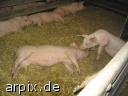 stall säugetier schwein