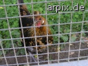 zoo object fence bird chicken