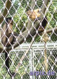 capuchin zoo object fence mammal monkey