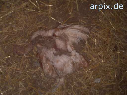 corpse stable bird chicken perchery