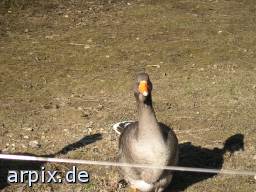zoo bird goose