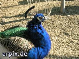 peacock zoo bird