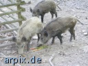 wildschwein frischlinge zoo säugetier schwein