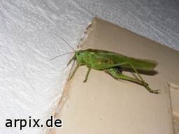 locust insect