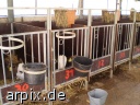 object cage mammal cattle calf animal product milk