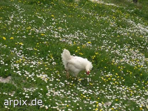 meadow bird chicken freerange