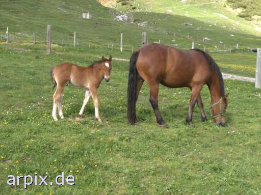 foal meadow mammal horse