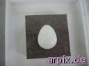 preserved specismen animal product egg bird penguin