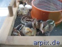 object cage breeding of the offspring incubator animal product egg bird poult