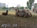 alpaca camel circus mammal