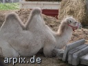 camel circus mammal