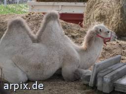camel circus mammal