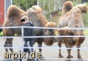 zirkus objekt zaun säugetier kamel mensch