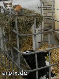 cat object cage mammal cattle calf