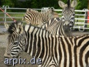 zebra zirkus objekt zaun säugetier pferd