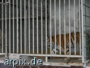 tiger zirkus objekt käfig säugetier