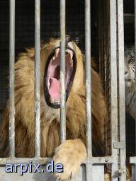 lion circus object cage mammal