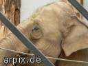 zoo object fence mammal elephant