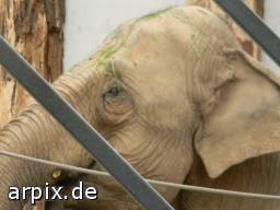 zoo object fence mammal elephant