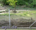 gazelle zoo object fence mammal