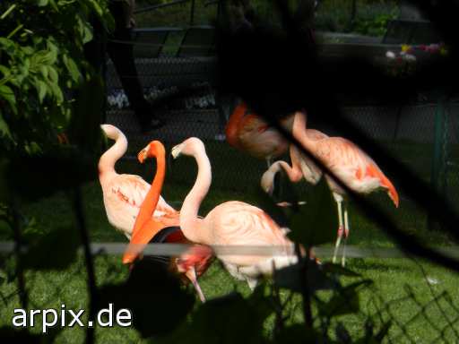 flamingo zoo object fence bird