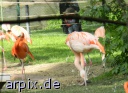 flamingo zoo object fence bird gazer