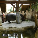 hippopotamus zoo mammal