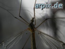 crane fly insect