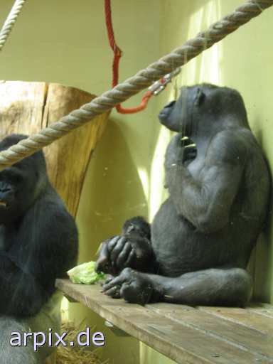 gorilla zoo mammal monkey