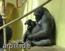 gorilla zoo säugetier affe