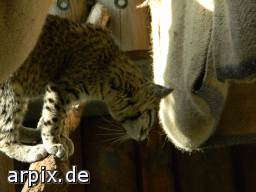 cat geoffroy's cat zoo breeding mammal