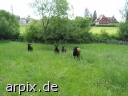 black mammal sheep meadow