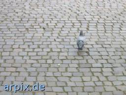 dove pigeon bird