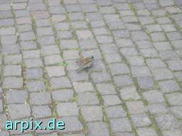sparrow snip bird