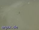insect water strider