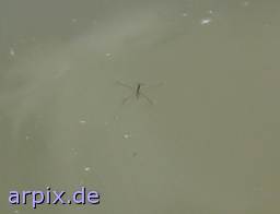insect water strider