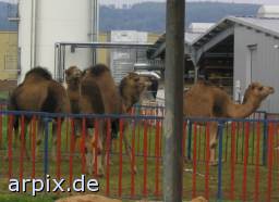 circus camel dromedary