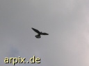 bird falcon kestrel free